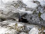  Podvežak-Lastovec- Deska-Veliki vrh-Vodotočnik-Podvežak Plezanje čez >preduh< bilo je kar tesno